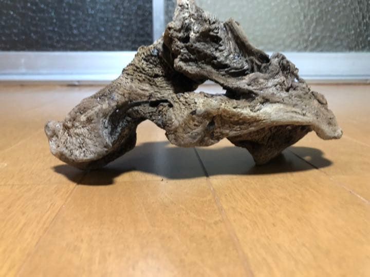 流木中サイズです！