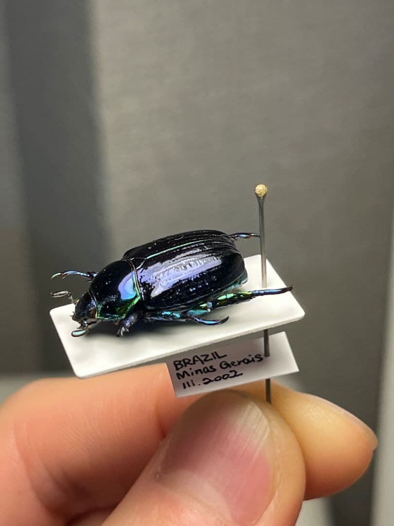 【18mm】Pelidnota sumptuosa プラチナコガネ コガネ標本