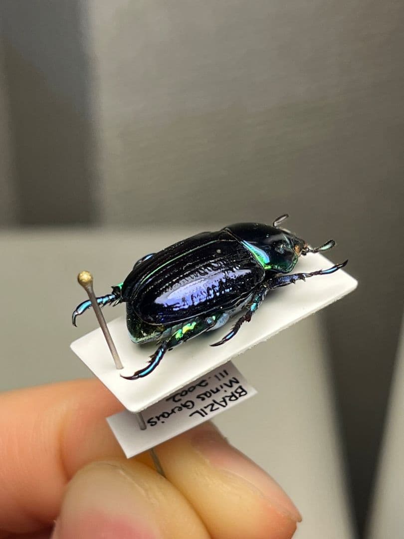 【18mm】Pelidnota sumptuosa プラチナコガネ コガネ標本