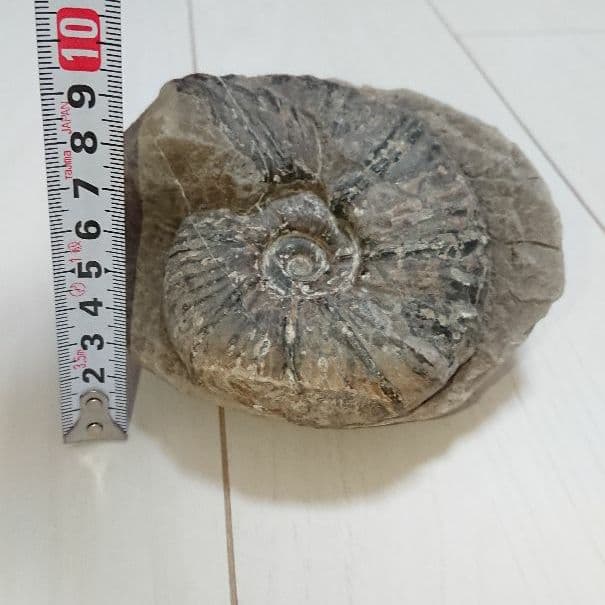 希少 アンモナイト 化石 入手困難 美品 本物