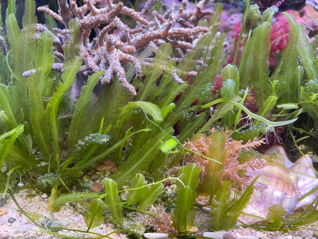 【匿名配送】　海藻　いろいろ　セット　宅急便