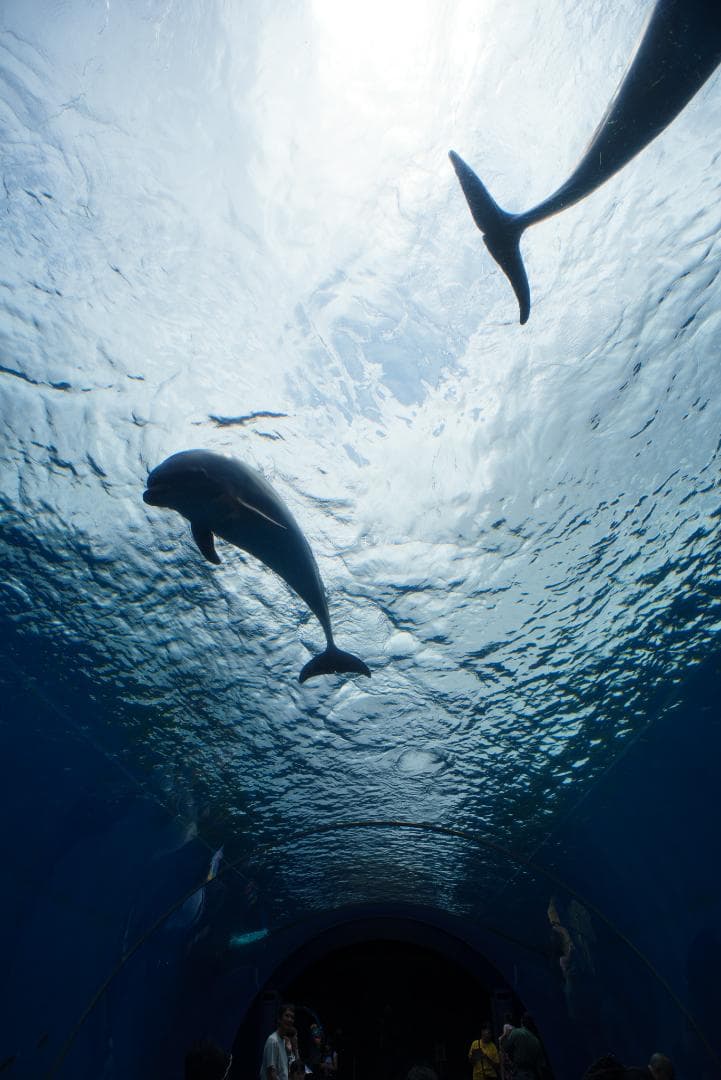 ライカで風景なら超広角！Leica Super-Angulon-R 21mm