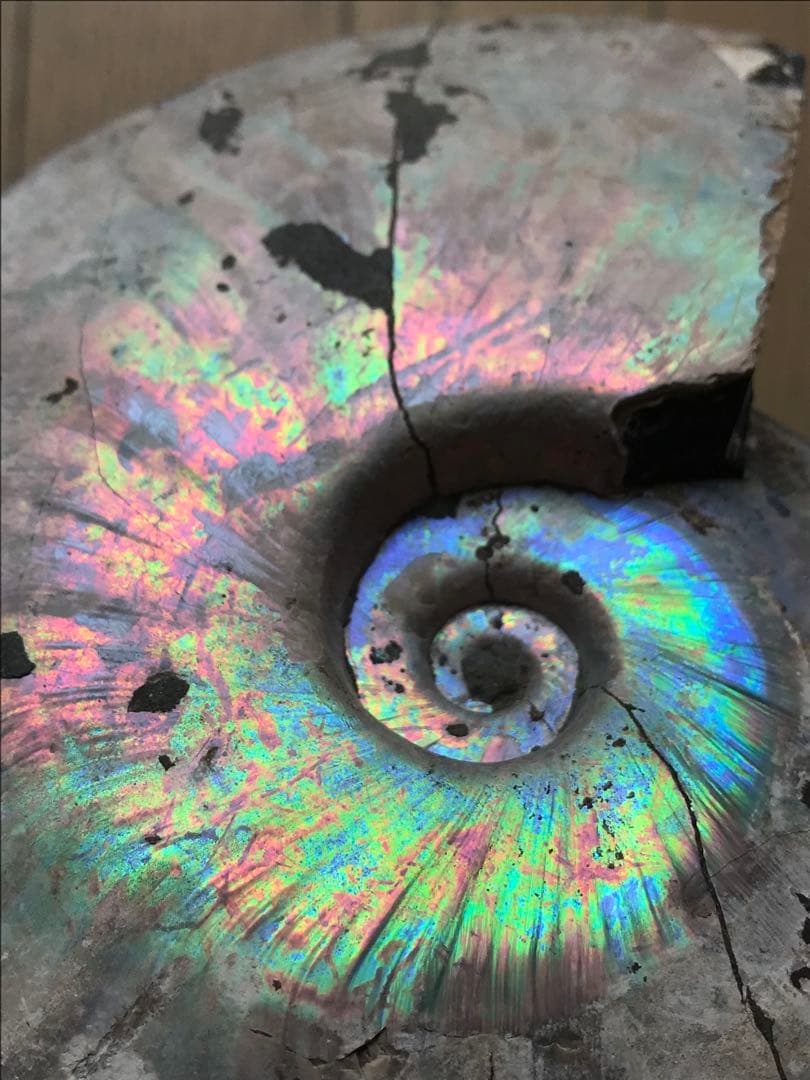 【わた】マダガスカル産　アンモナイト化石青（ビューダンティセラス）大サイズ