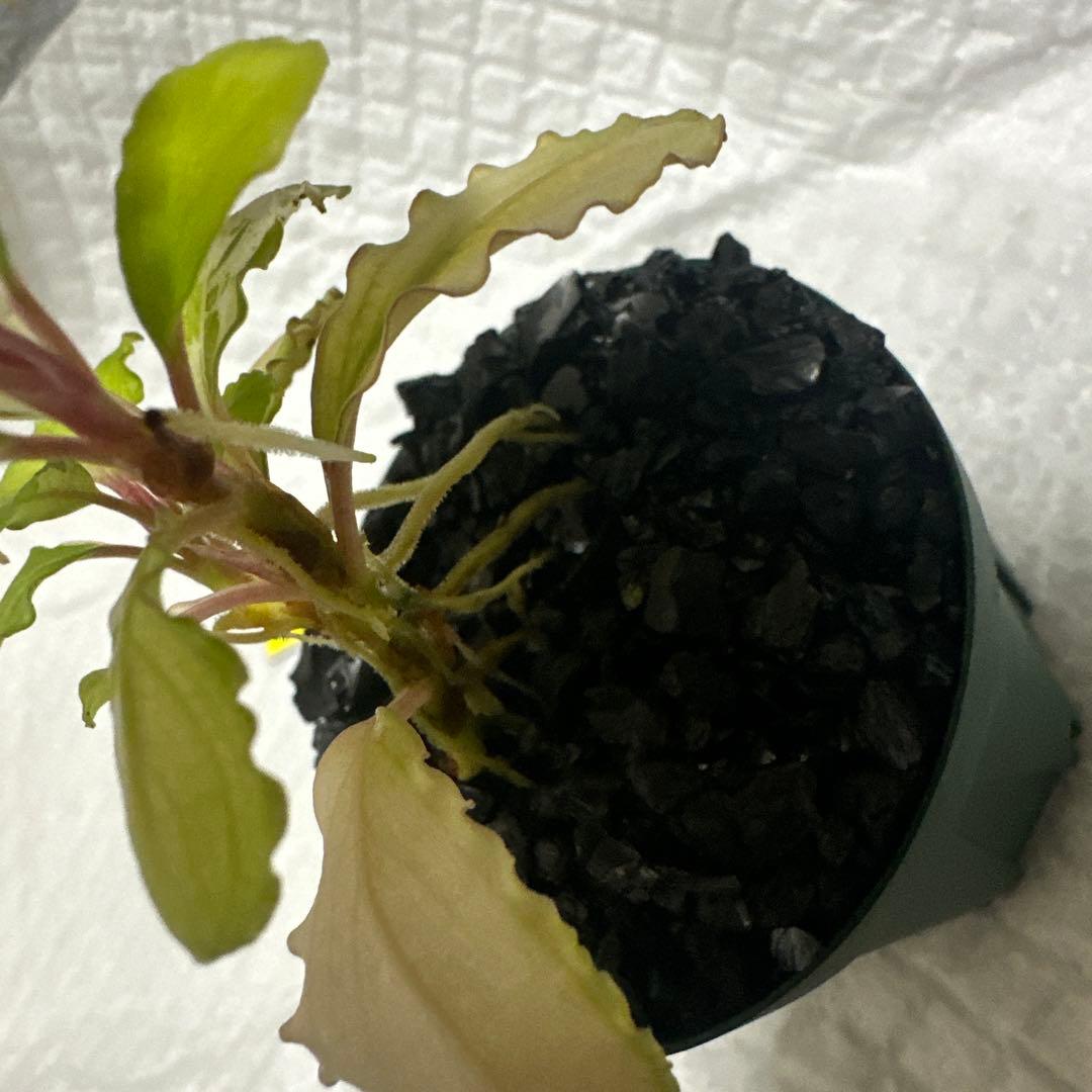 Bucephalandra sp. Variegata Hn:福袋 CAKUMI