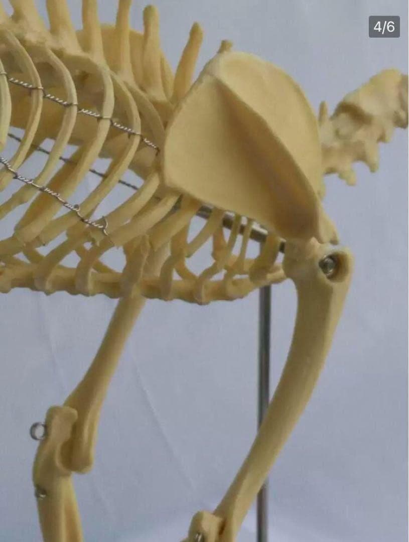 猫全身骨格模型 解剖学標本 W47×L23×H32cm　ペットケアにも！獣医推薦