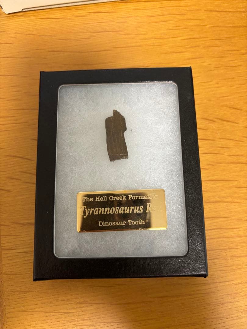 ティラノサウルスの歯化石