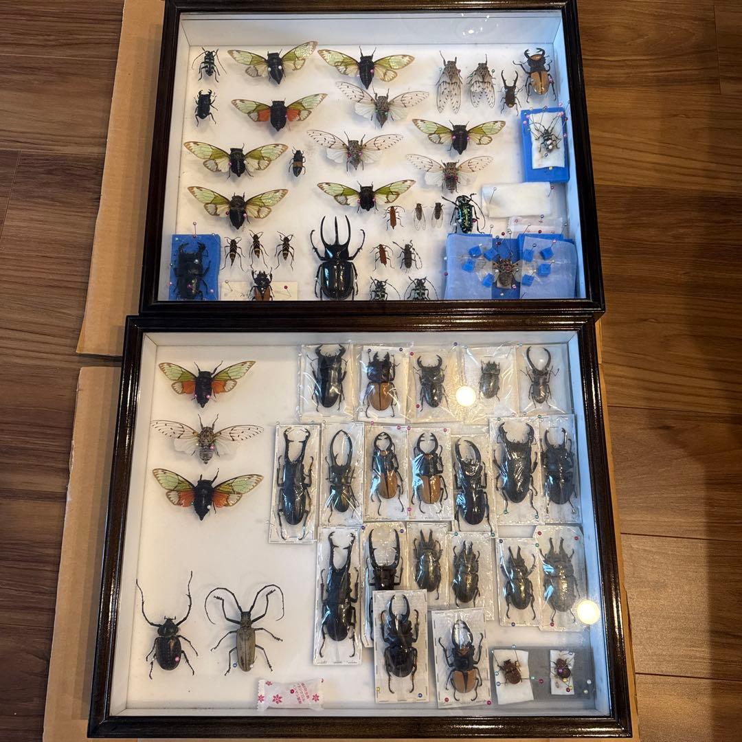 【引取限定】クワガタ&蝉その他標本箱2個セット
