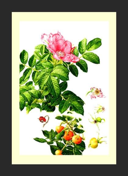 110000円値引き!・超細密肉筆植物画ハマナス(浜梨)