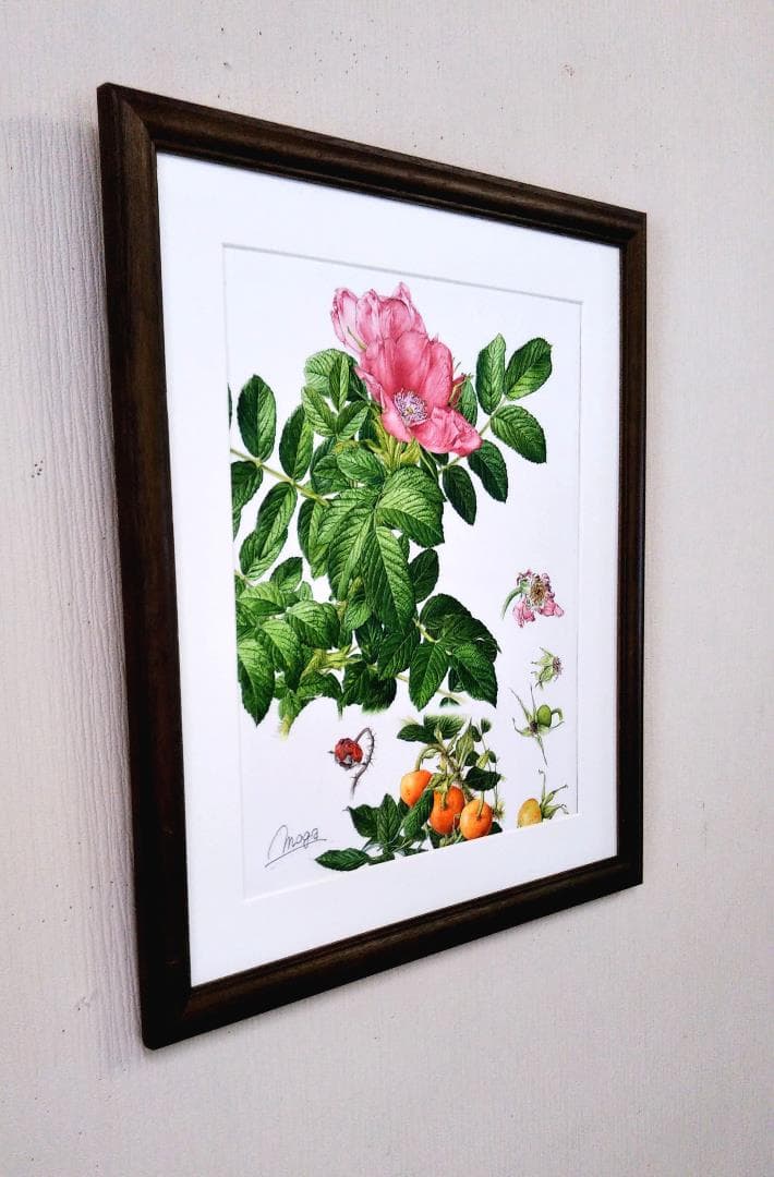 110000円値引き!・超細密肉筆植物画ハマナス(浜梨)