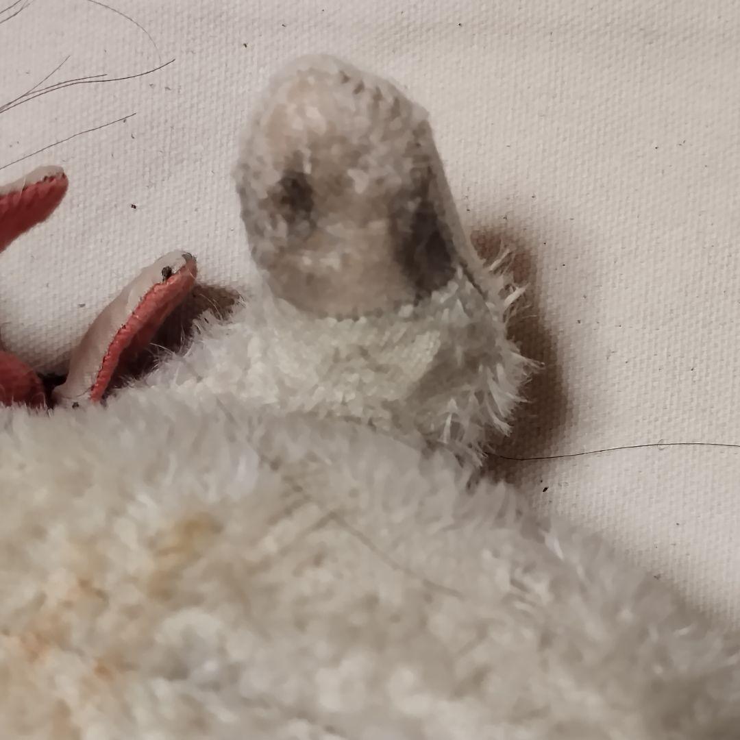 猫　テディベア作家