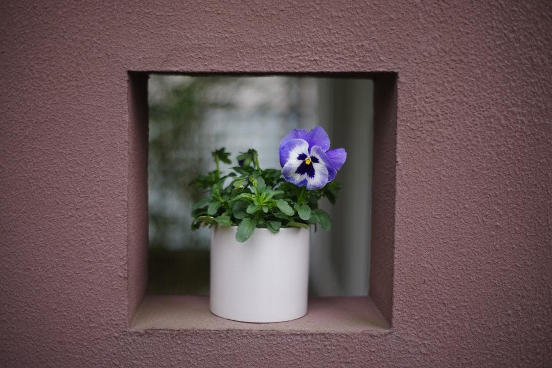 デジタル一眼対応！SMC PENTAX-A 50mm F1.4