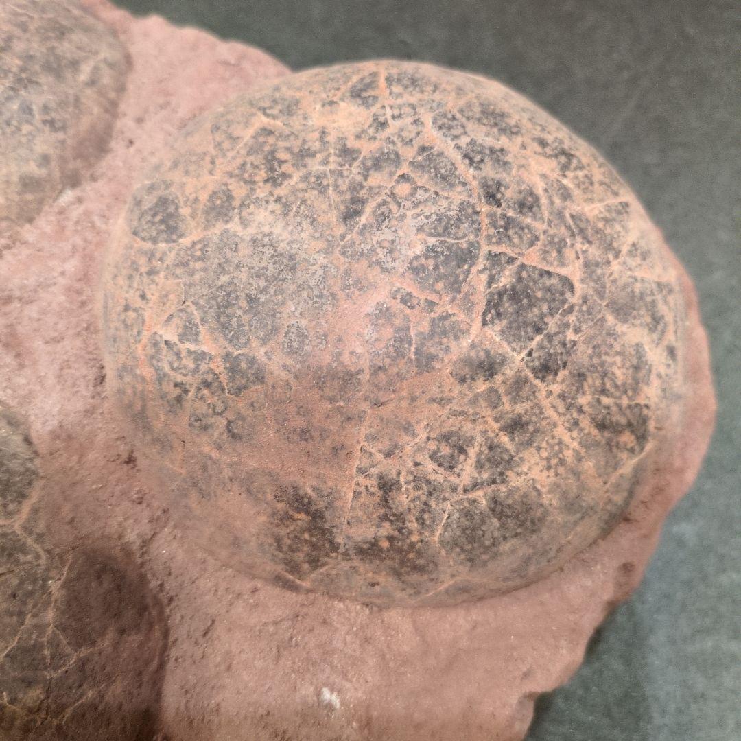 (貴重)　恐竜ハドロサウルスの卵化石（3個）　中国　補修あり