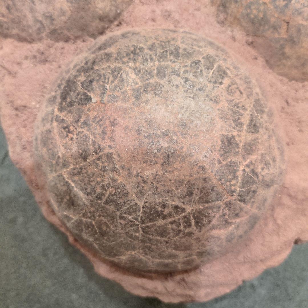 (貴重)　恐竜ハドロサウルスの卵化石（3個）　中国　補修あり