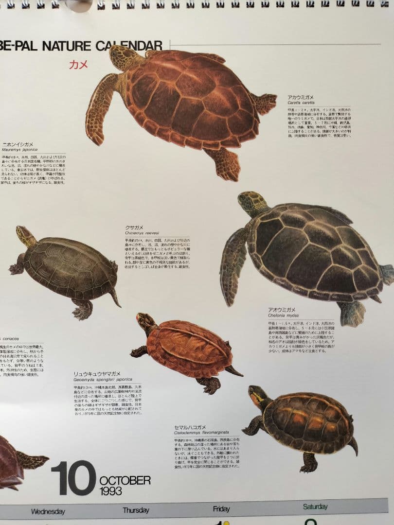 BE-PAL ビーパル カレンダー 新品未使用 1993年 ヴィンテージ