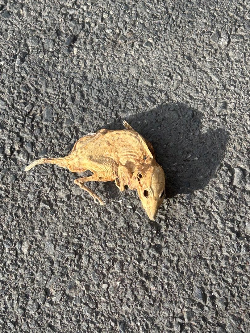 乾燥した小動物の標本