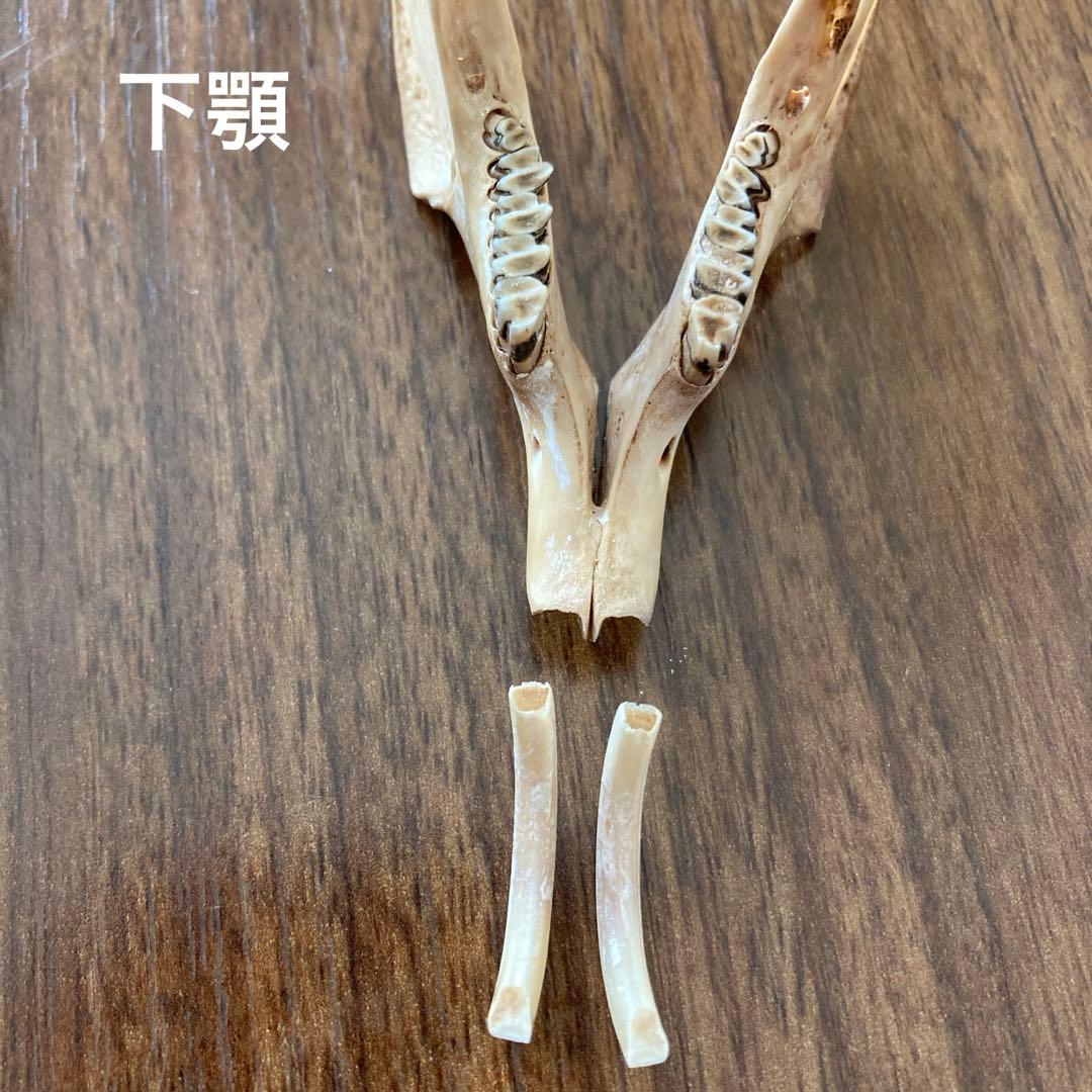 ノウサギの骨標本　頭骨標本