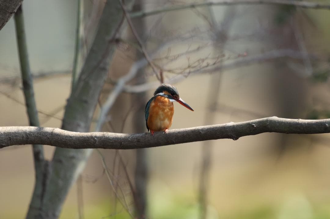 CanonのEF 600mm f/4L