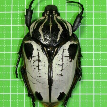 カメルーン産　アルバトス f.ストリアトス ゴライアス71mm