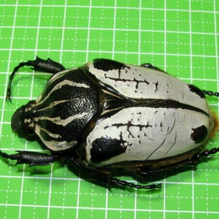 カメルーン産　アルバトス f.ストリアトス ゴライアス71mm