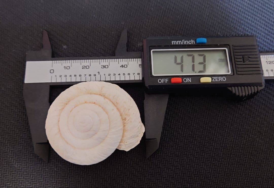 ヒロベソカタマイマイ　陸貝　半化石