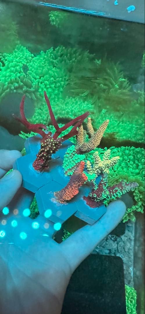 ミドリイシ ·7種類