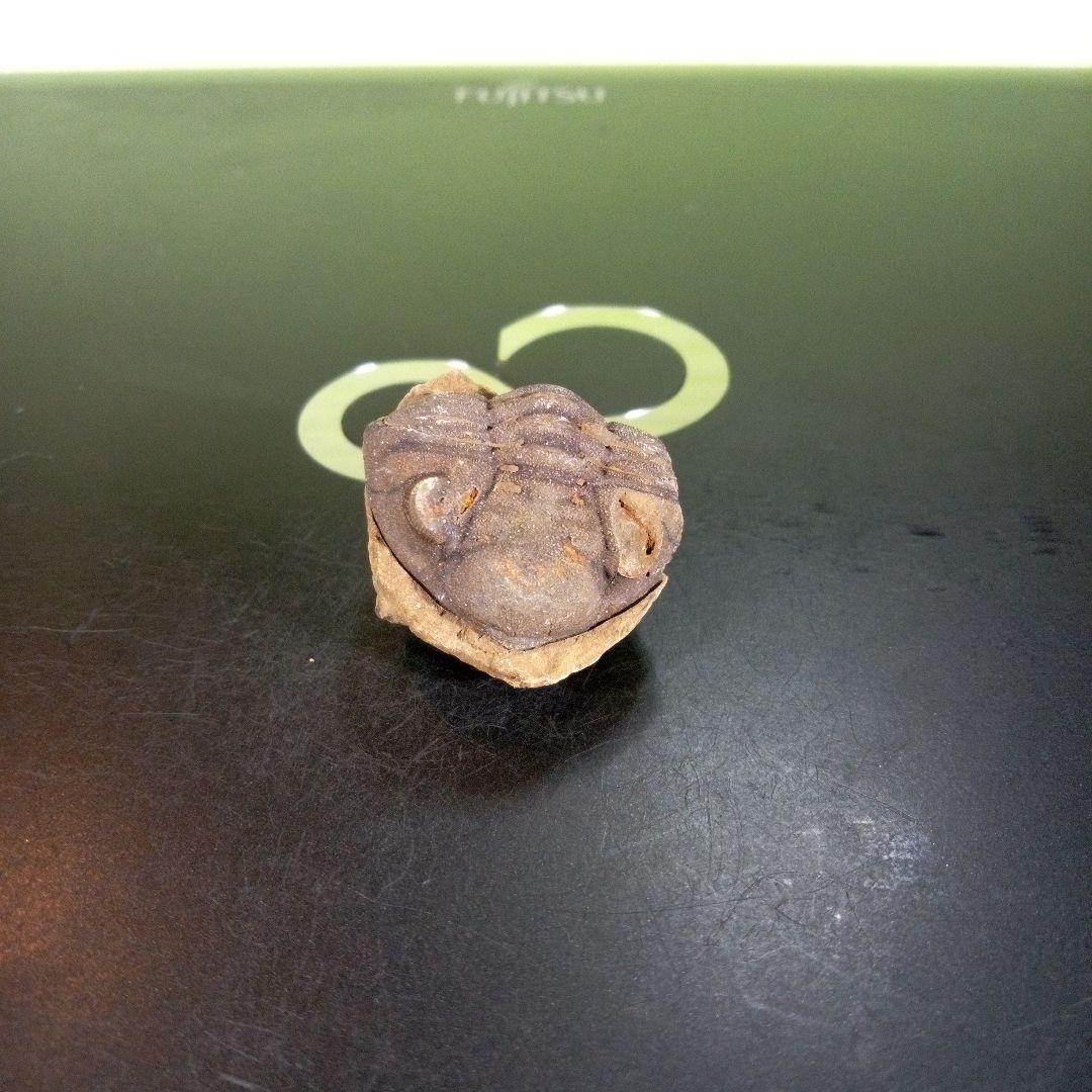 三葉虫　化石　ボリビア産　南アメリカ　trilobite　Bolivia三葉虫③