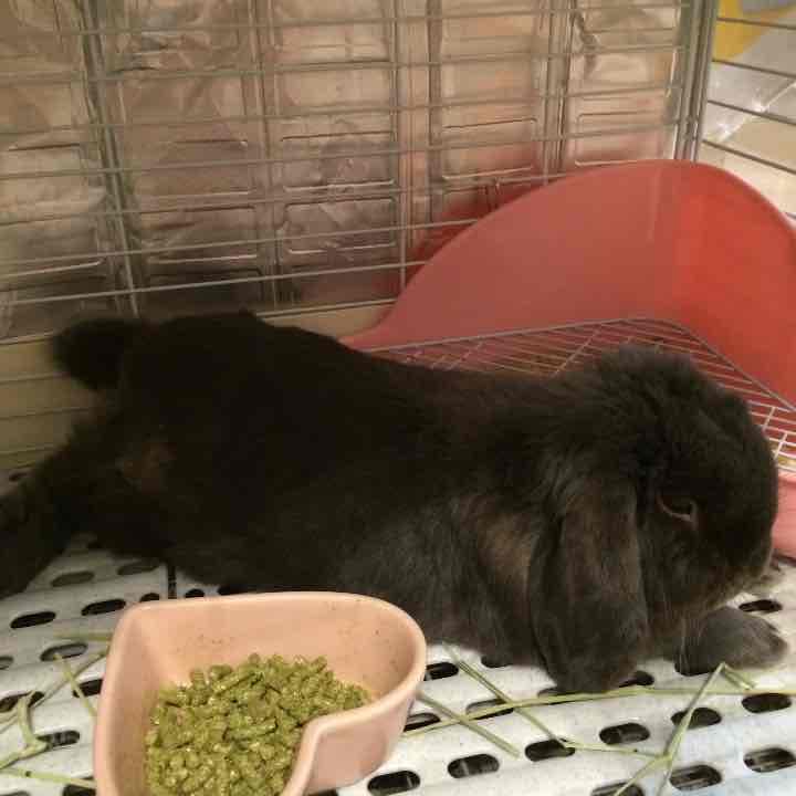 ハンドメイド画像