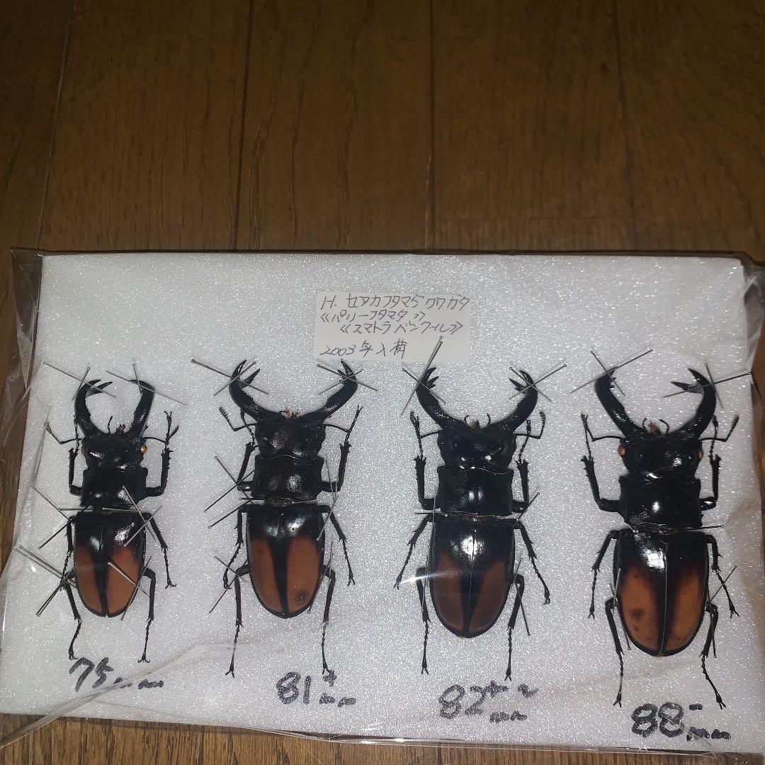 H.セアカ(パリー)フタマタクワガタ4体セット野外品75〜88㍉