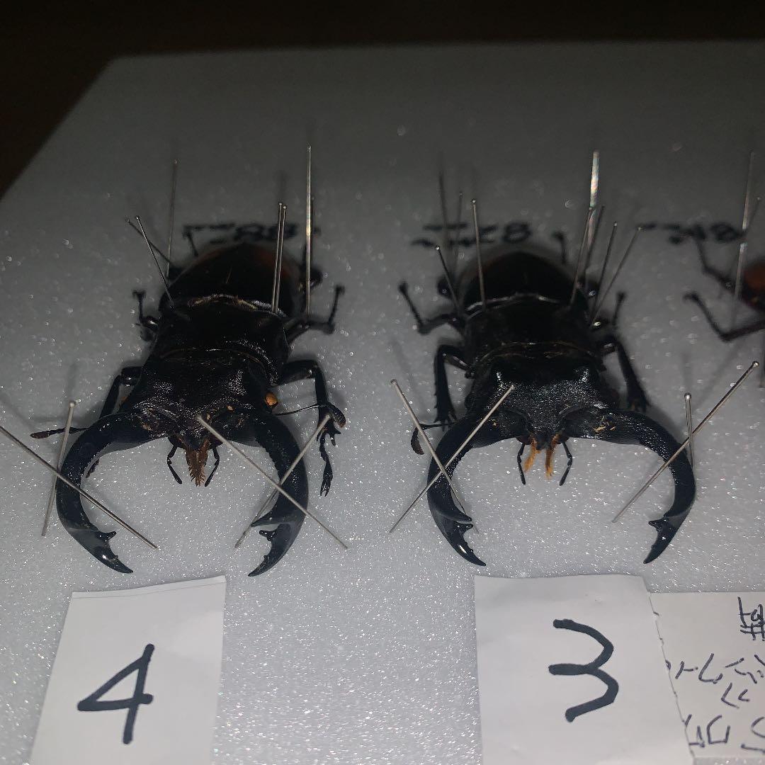 H.セアカ(パリー)フタマタクワガタ4体セット野外品75〜88㍉