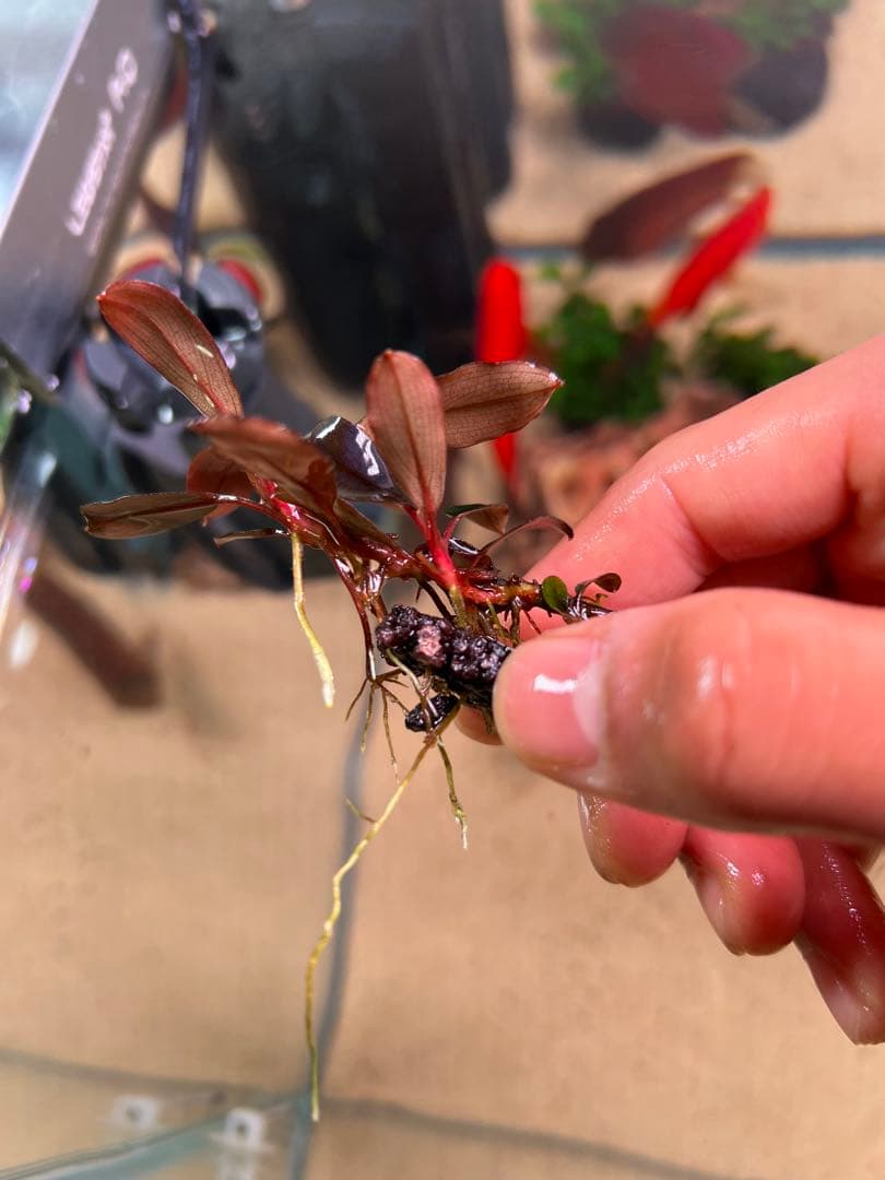 水草 Bucephalandra VarigataPink.BlackAngel