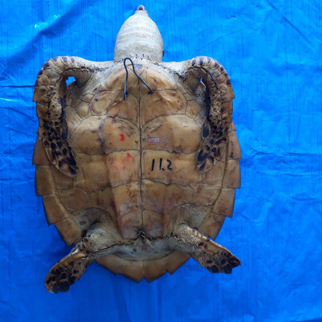 ②うみがめ〚タイマイ〛の剥製　 　壁掛けフックつき