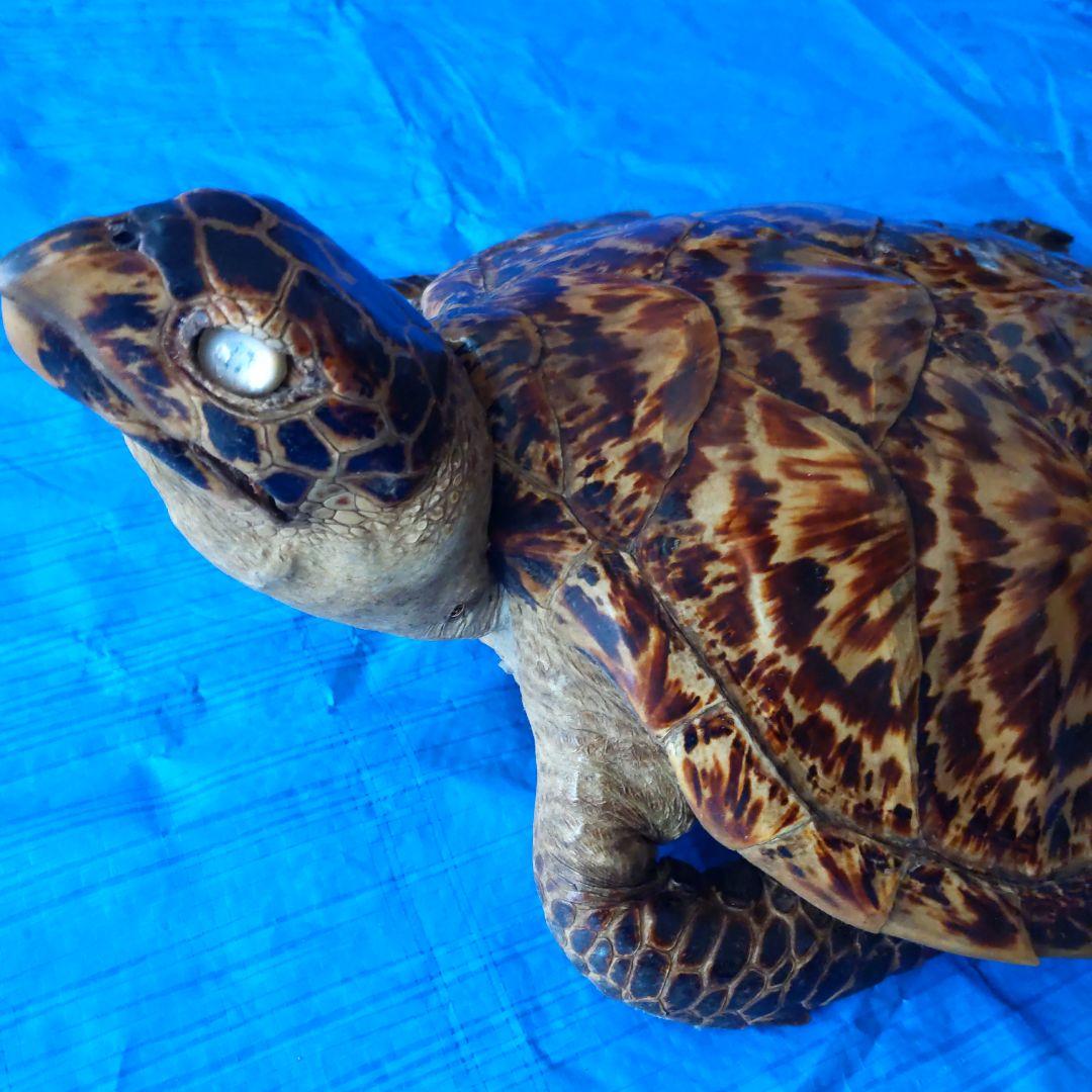 ②うみがめ〚タイマイ〛の剥製　 　壁掛けフックつき