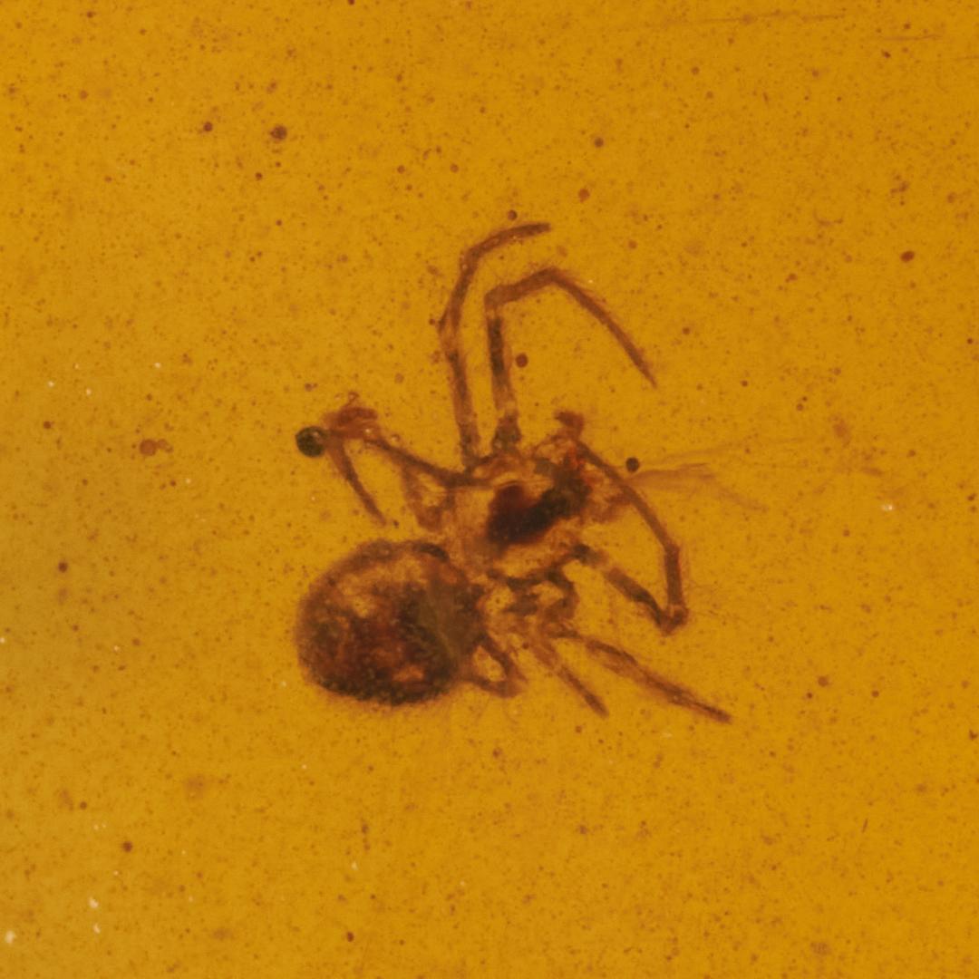 レア極上品PA0000虫入り琥珀化石　ミャンマーカムティかタナイ9900万年前