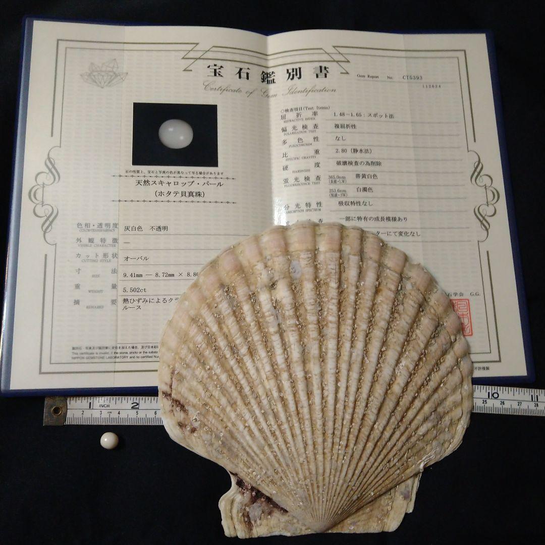 ✰✰スキャロップパール (天然帆立貝から希少な大きなパール)、鑑定書付き