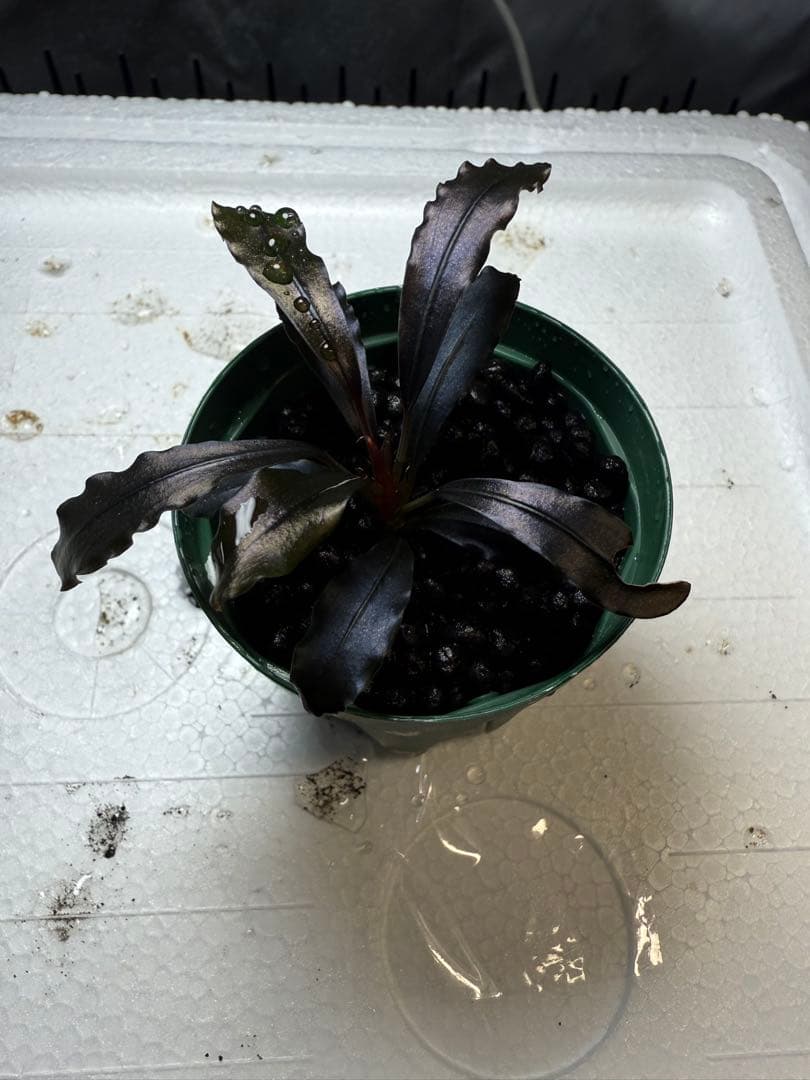 水草 bucephalandra sp. ghost kalimantan