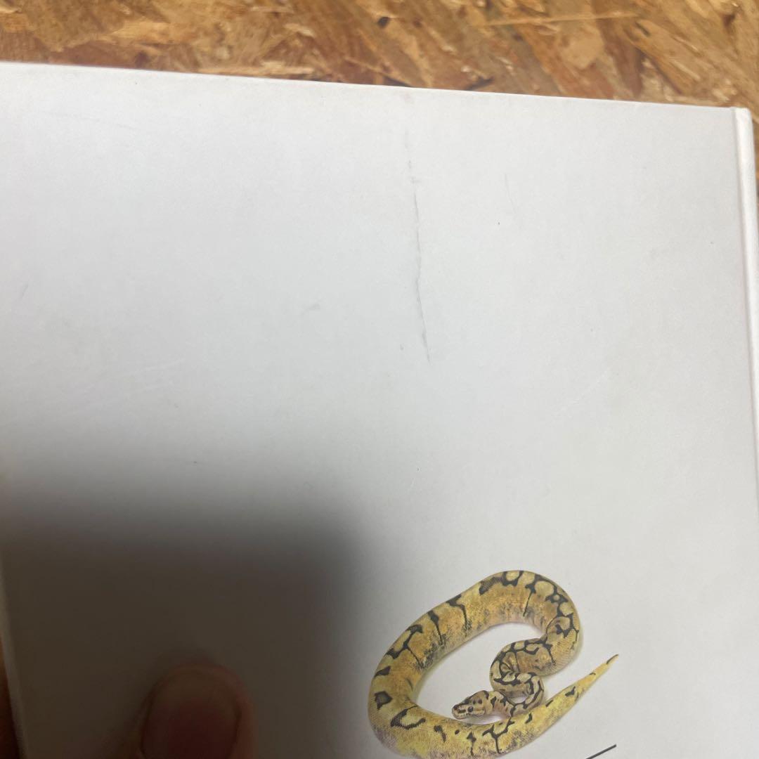 パーフェクトボールパイソン