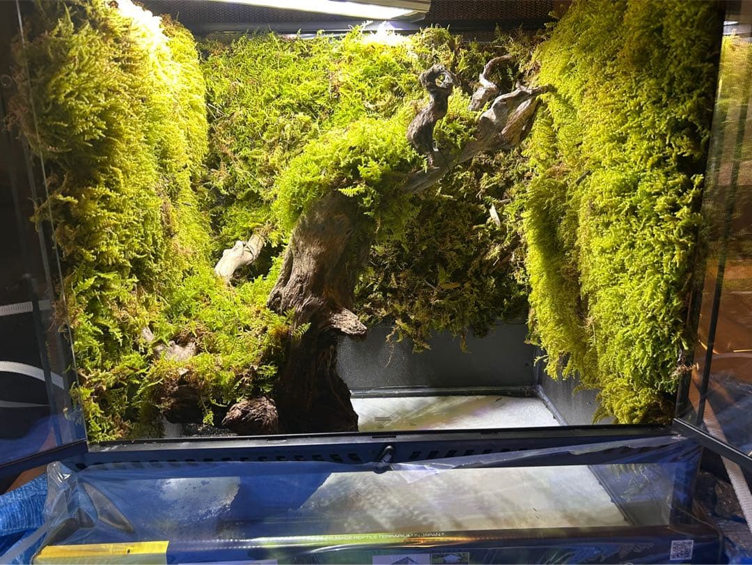エキゾテラ4560水槽　苔テラリウム　イモリウム