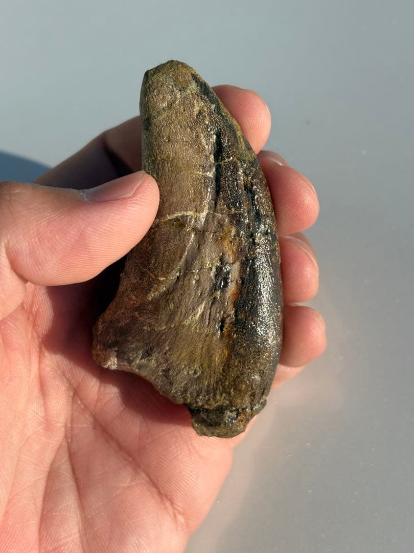 補修2〜3% マダガスカルのラパレントサウルス　フットクロウ　爪　化石　恐竜