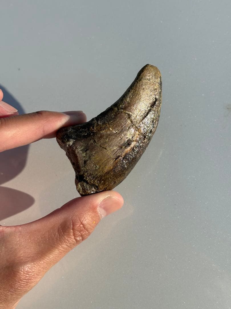 補修2〜3% マダガスカルのラパレントサウルス　フットクロウ　爪　化石　恐竜