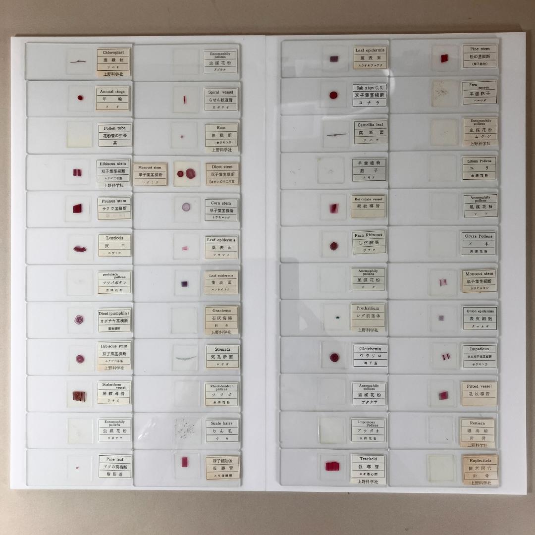 顕微鏡プレパラート　上野科学社製　植物組織　74種