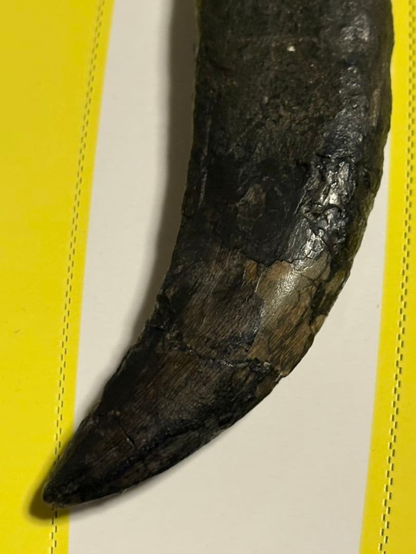 恐竜　歯　化石