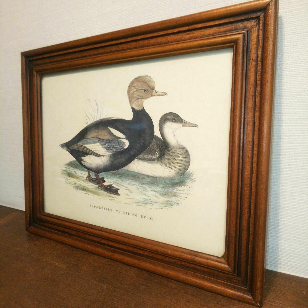 M*e様 Grafiche Tasgotti イタリアン プリント 水鳥 ４点セ