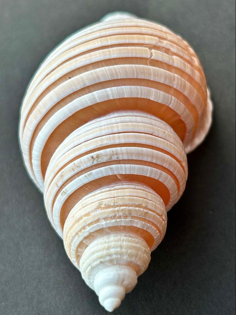 美品　貝殻の標本 ＊ ベトナムワダチバイ　珍しい貝　7.7cm