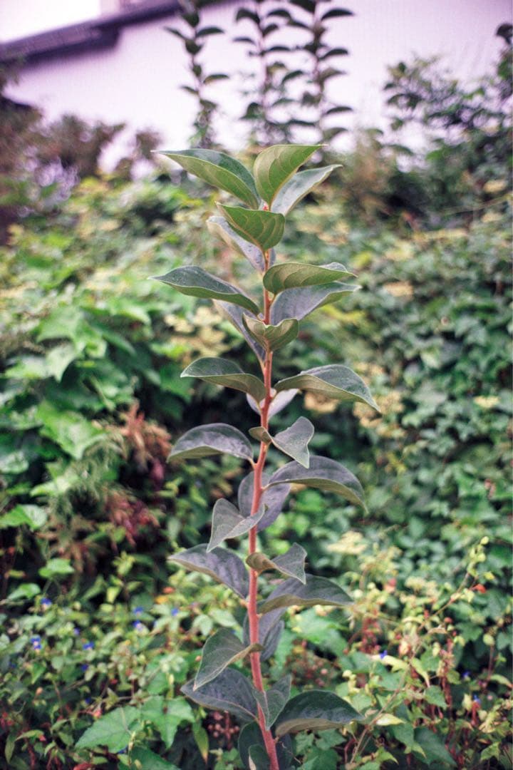 Leica M6 フィルムレンジファインダーカメラ 1992年製