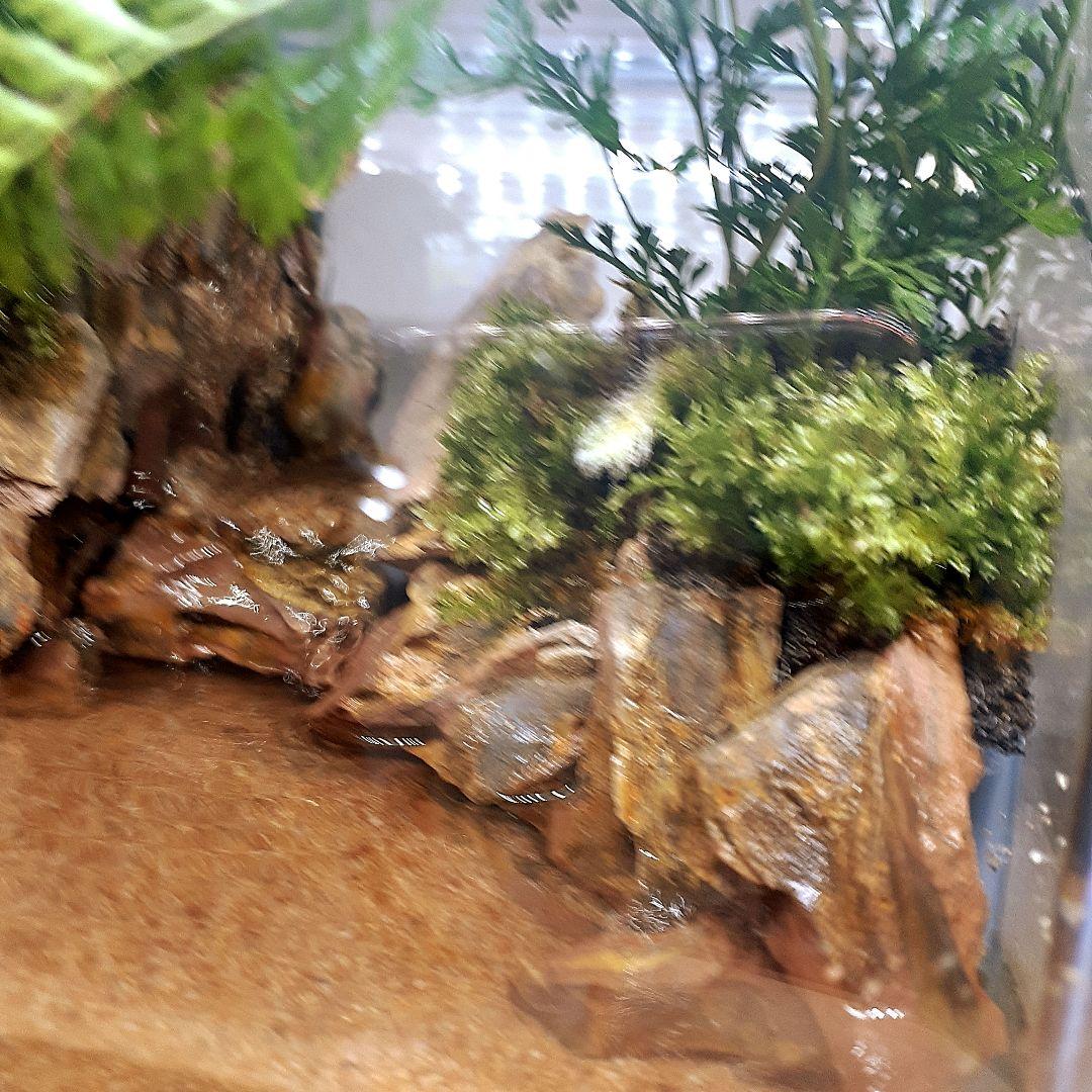 大自然 洞窟有り アクアテラリウム 完成品 GEX 小型ガラス水槽