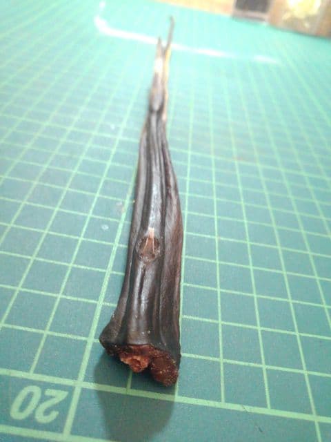 赤エイの尾　針２本付き