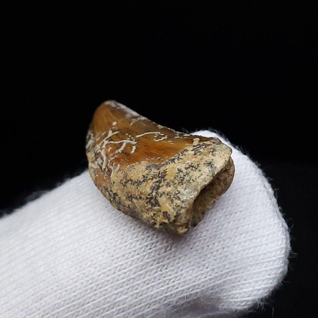 希少 ネオヴェナトル 化石 歯 恐竜 本物 ワイト島産 21.26mm fr83