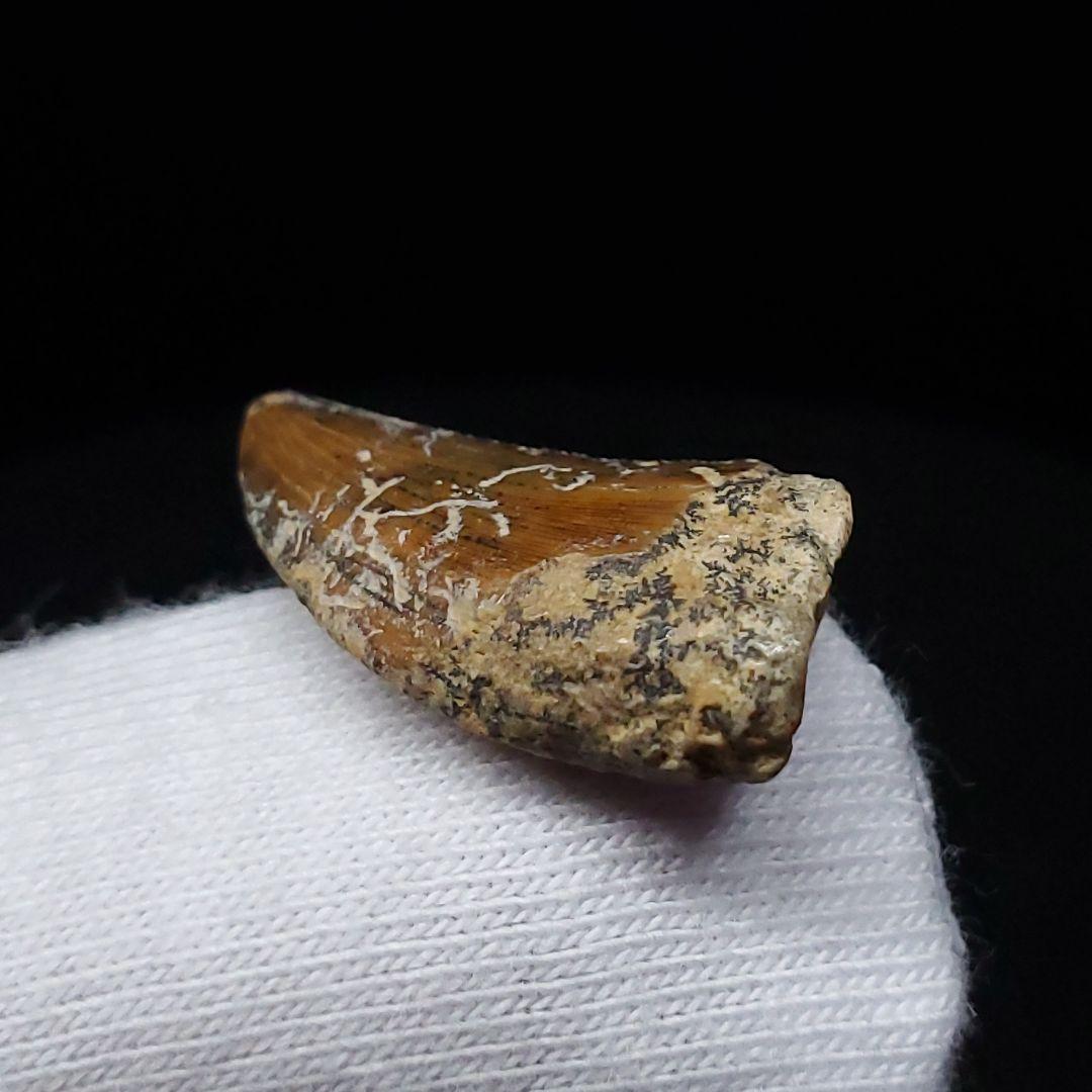 希少 ネオヴェナトル 化石 歯 恐竜 本物 ワイト島産 21.26mm fr83