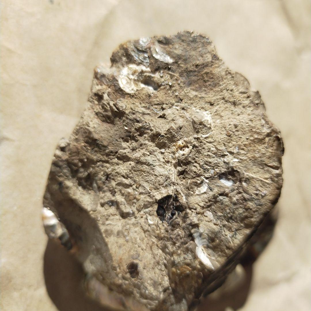 アンモナイト化石 約9cm