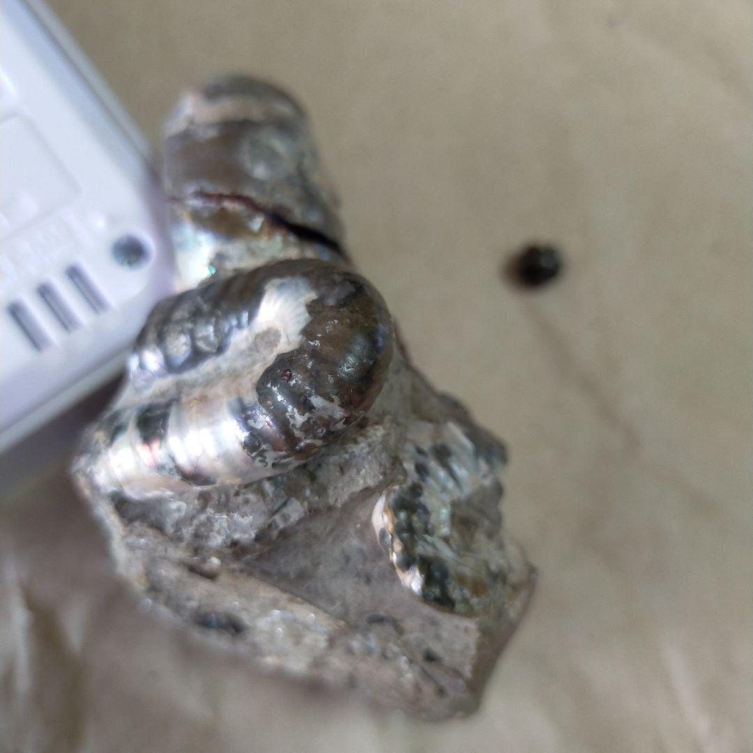 アンモナイト化石 約9cm